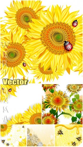 ,     / Sunflowers, bees and ladybugs - vector  ...